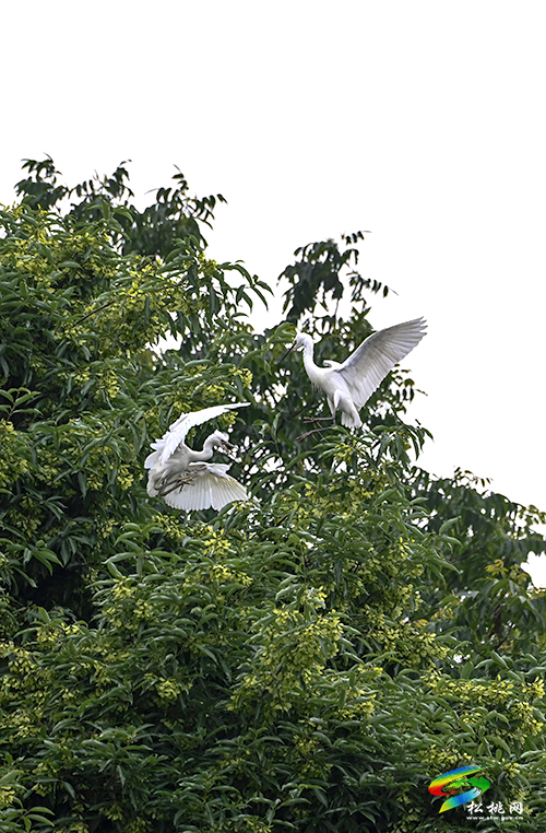 松桃：綠水青山鷺鳥(niǎo)飛
