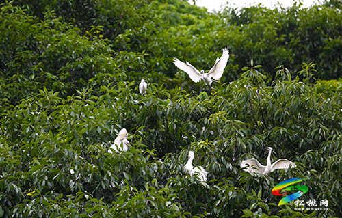 松桃：綠水青山鷺鳥(niǎo)飛