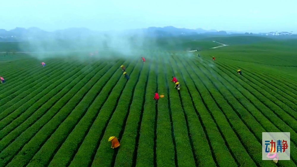 動靜深度丨黔茶出口“量價齊升”背后的密碼