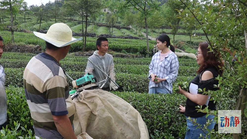 動靜深度丨黔茶出口“量價齊升”背后的密碼