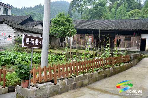 金果油蓬：鄉(xiāng)村振興的生動實(shí)踐