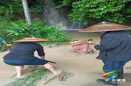 平頭鎮(zhèn)金龍村：眾志成城抗汛保安全