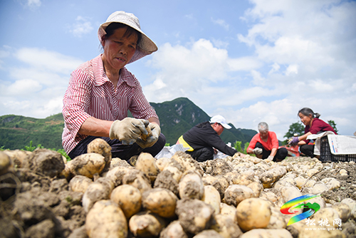 烏羅洋芋喜獲豐收 機械化助力采收