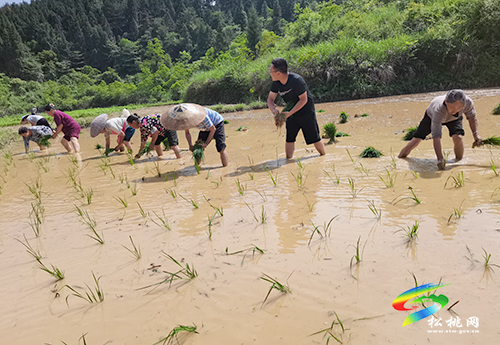 大坪場鎮(zhèn)：黨員先鋒樹模范，田間插秧助農(nóng)耕