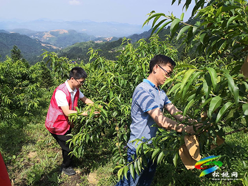 沙壩河鄉(xiāng)：發(fā)展黃桃產(chǎn)業(yè)助力鄉(xiāng)村振興