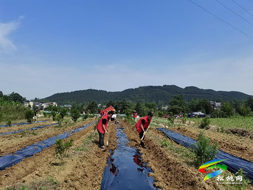 大坪場鎮(zhèn)：鄉(xiāng)村六月黨旗紅，田間地頭忙耕種