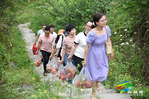 迓駕鎮(zhèn)馬安村的桃子成熟啦，快去采摘