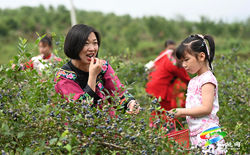 【沿著高速看變化】黃板鎮(zhèn)：藍(lán)莓果飄香　游客采摘樂