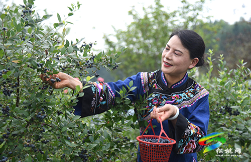 【沿著高速看變化】黃板鎮(zhèn)：藍(lán)莓果飄香　游客采摘樂
