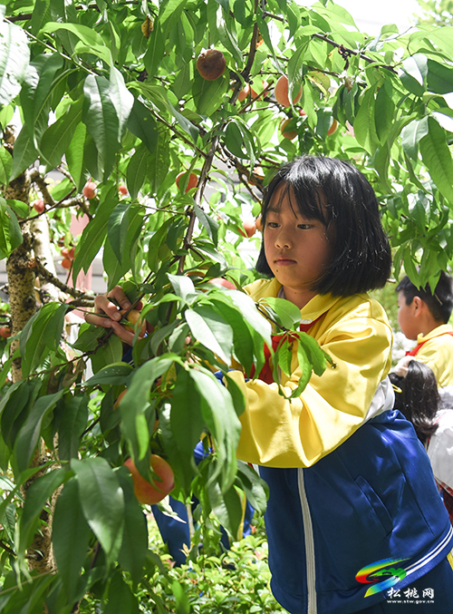 松桃七完小：桃子熟了，校園里舉行了歡樂的采摘節(jié)