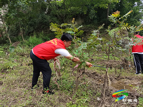 木樹鎮(zhèn)：踐行生態(tài)文明新理念 守護(hù)綠水青山志愿行