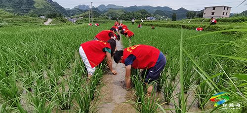 木樹鎮(zhèn)：踐行生態(tài)文明新理念 守護(hù)綠水青山志愿行