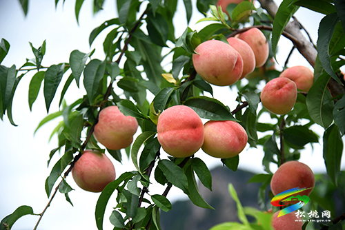 “桃”醉整個夏天，烏羅鎮(zhèn)的500畝桃子逐漸成熟