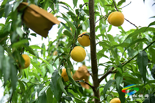 “桃”醉整個夏天，烏羅鎮(zhèn)的500畝桃子逐漸成熟