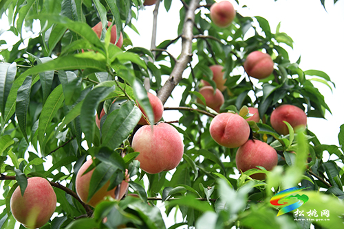 “桃”醉整個夏天，烏羅鎮(zhèn)的500畝桃子逐漸成熟