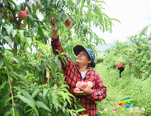 “桃”醉整個夏天，烏羅鎮(zhèn)的500畝桃子逐漸成熟