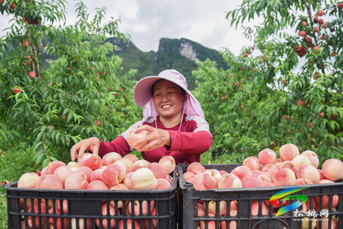 “桃”醉整個夏天，烏羅鎮(zhèn)的500畝桃子逐漸成熟