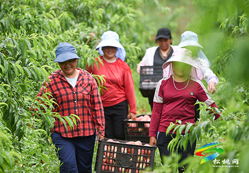 “桃”醉整個夏天，烏羅鎮(zhèn)的500畝桃子逐漸成熟
