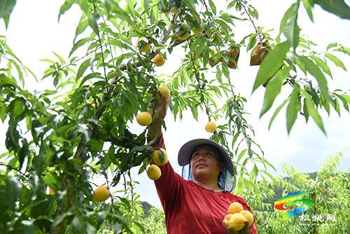 “桃”醉整個夏天，烏羅鎮(zhèn)的500畝桃子逐漸成熟