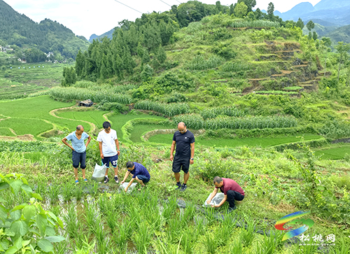 松桃：發(fā)放稻花魚苗助農(nóng)增收