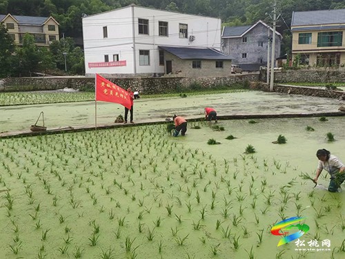 黃板鎮(zhèn):“三個(gè)強(qiáng)化”推進(jìn)土地提質(zhì)改造工作