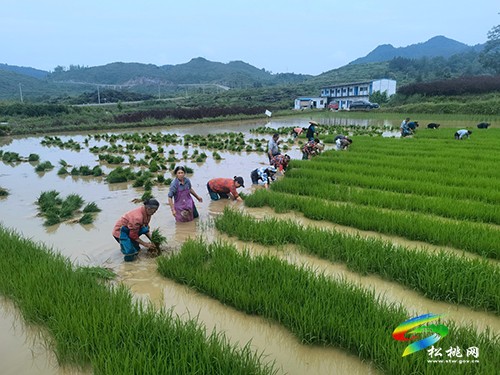 黃板鎮(zhèn):“三個(gè)強(qiáng)化”推進(jìn)土地提質(zhì)改造工作