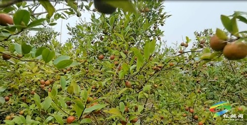 松桃：老區(qū)新貌話振興 油茶鋪就致富路