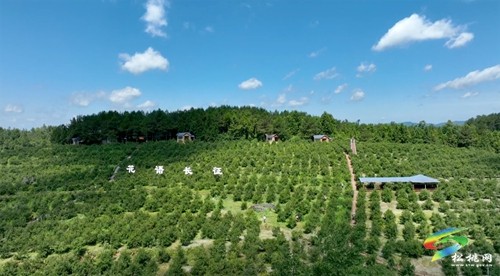 松桃：老區(qū)新貌話振興 油茶鋪就致富路