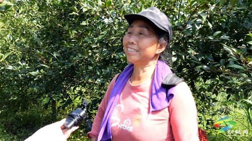 松桃：老區(qū)新貌話振興 油茶鋪就致富路