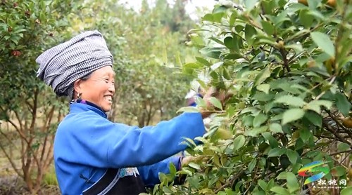 松桃：老區(qū)新貌話振興 油茶鋪就致富路