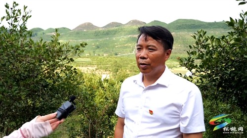 松桃：老區(qū)新貌話振興 油茶鋪就致富路