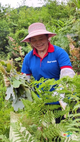 寨英鎮(zhèn)近200畝博落回開(kāi)始采葉