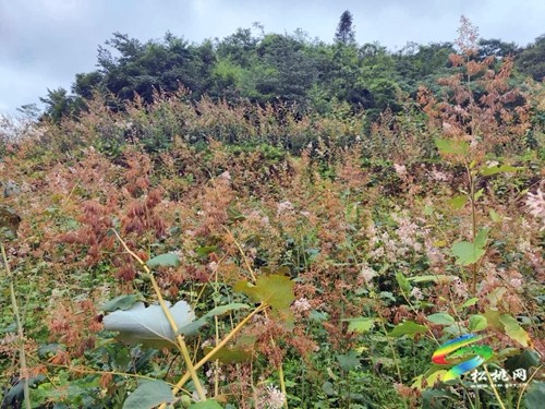 寨英鎮(zhèn)近200畝博落回開(kāi)始采葉