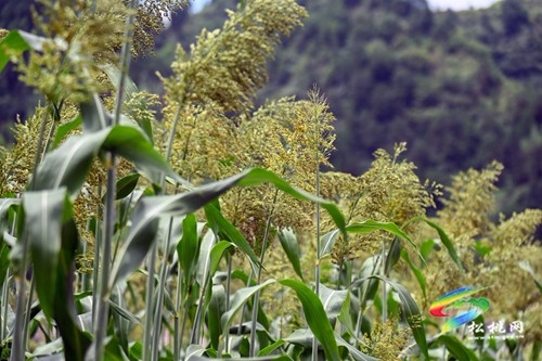 松桃：2000余畝高粱抽穗揚(yáng)花豐收在即