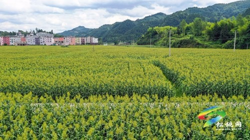 松桃：2000余畝高粱抽穗揚(yáng)花豐收在即