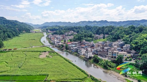 松桃：2000余畝高粱抽穗揚(yáng)花豐收在即