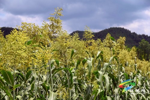 松桃：2000余畝高粱抽穗揚(yáng)花豐收在即