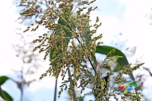 松桃：2000余畝高粱抽穗揚(yáng)花豐收在即