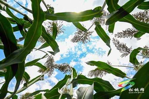 松桃：2000余畝高粱抽穗揚(yáng)花豐收在即