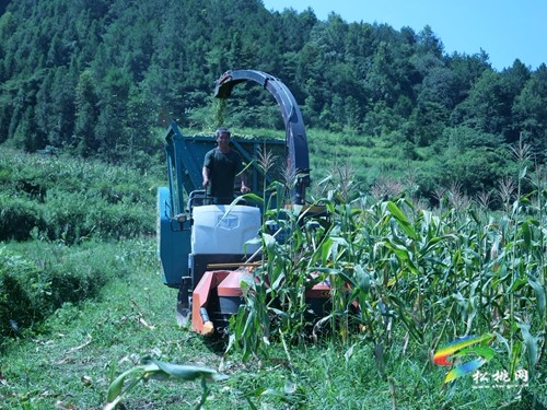 松桃：高效利用有妙招 玉米秸稈作飼料