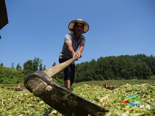 松桃：高效利用有妙招 玉米秸稈作飼料