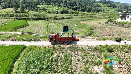 松桃：高效利用有妙招 玉米秸稈作飼料