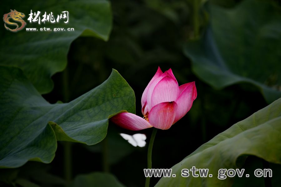 夏日“含羞荷”