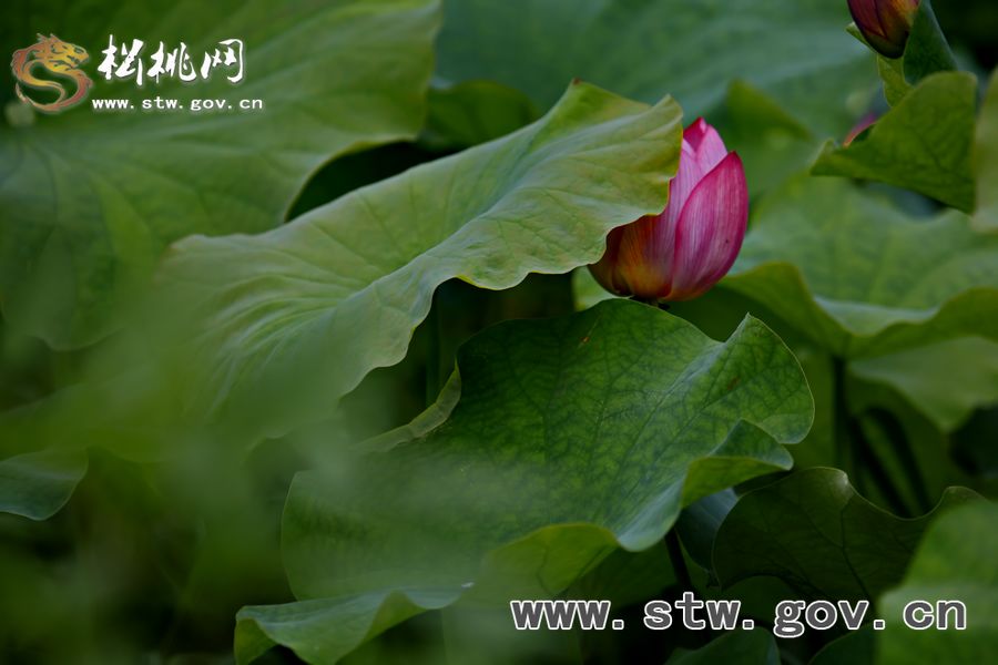 夏日“含羞荷”
