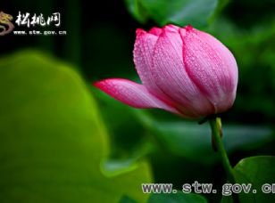 夏日“含羞荷”