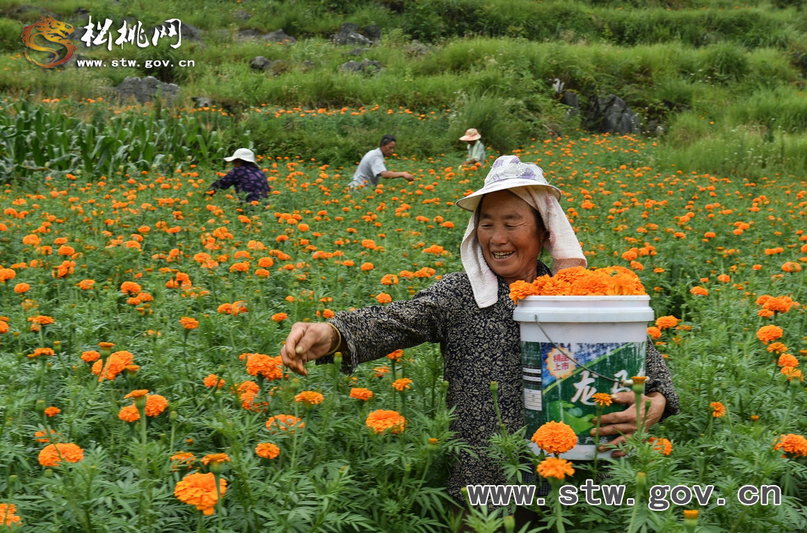 松桃﹒萬(wàn)畝萬(wàn)壽菊喜獲豐收