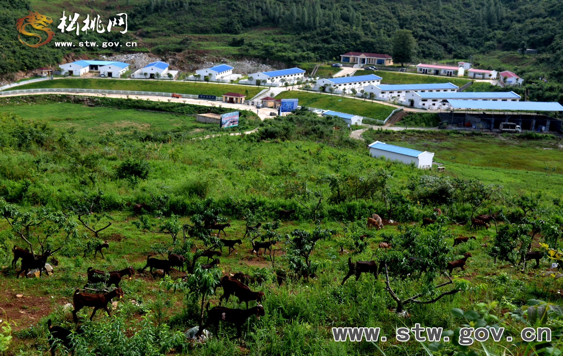 松桃盤石發(fā)展生態(tài)養(yǎng)殖牧業(yè)