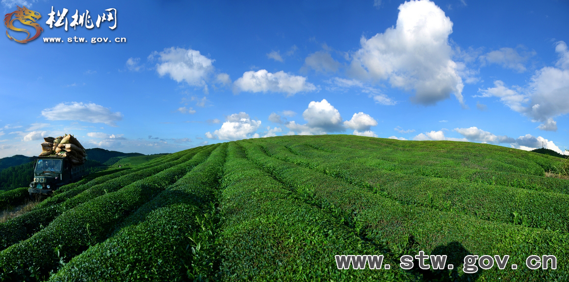 松桃世昌茶園美景如畫