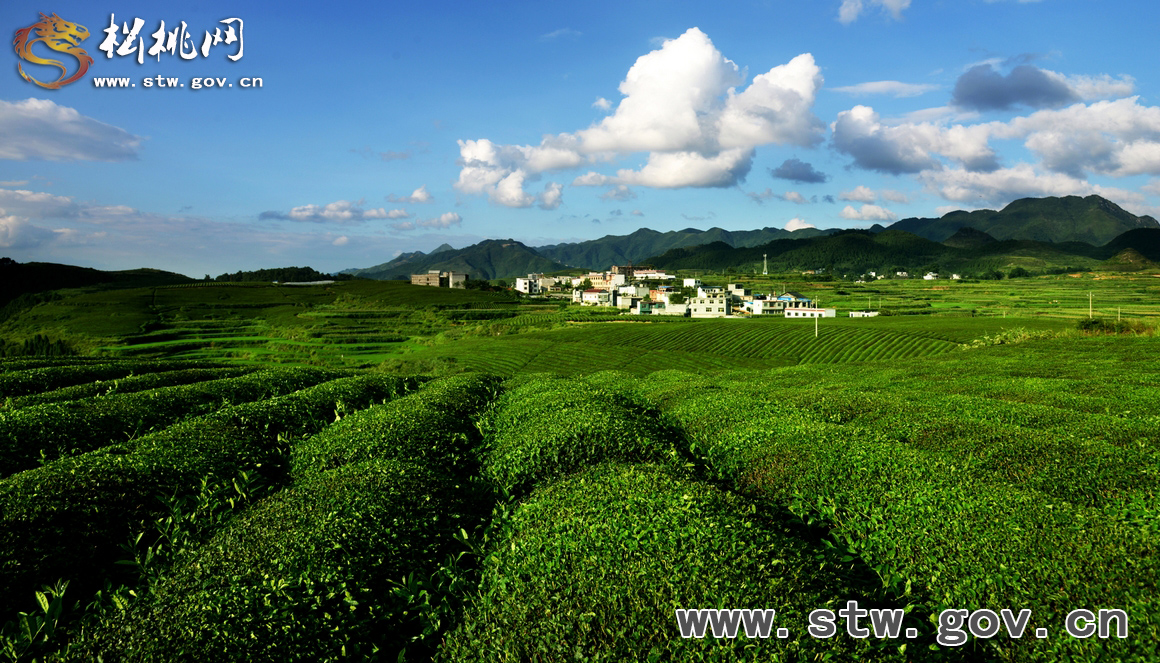 松桃世昌茶園美景如畫