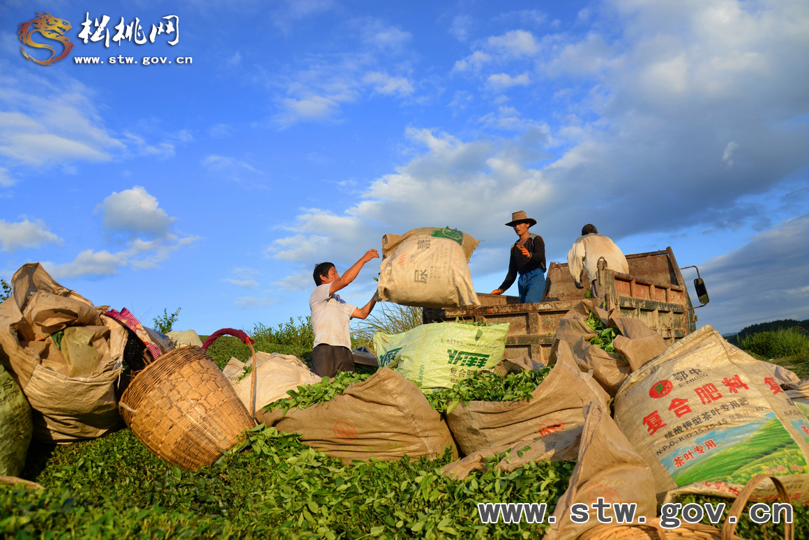 松桃世昌茶園美景如畫